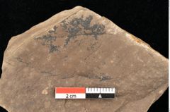 Foto (Detailsansicht) von Quercus palaeoilex Ettingshausen (NHMW-GEO-2024-0188-0946)